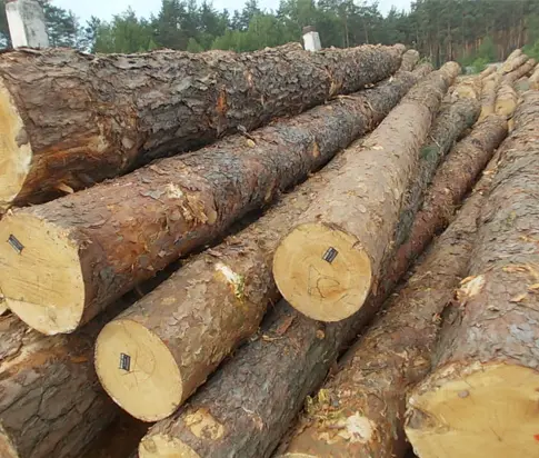 Pine Round Logs (Pinus Silvestris)