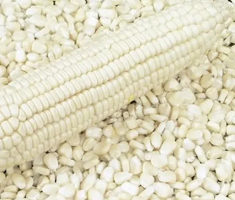 White Corn